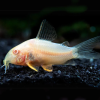 Cá chuột albino