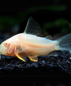 Cá chuột albino
