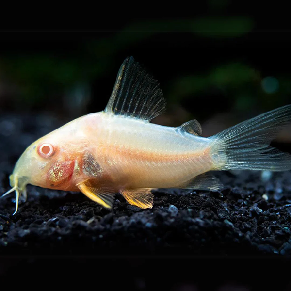 Cá chuột albino