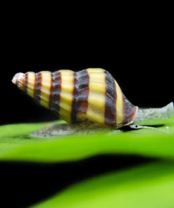 Ốc ăn ốc - Ốc Helena