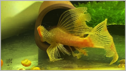 cá longfin đẹp