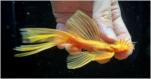 Cá longfin đực