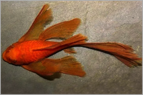 Cá longfin red