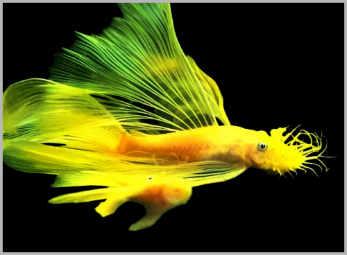 Vẻ đẹp của longfin pleco